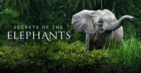 Watch Secrets of the Elephants TV Show .